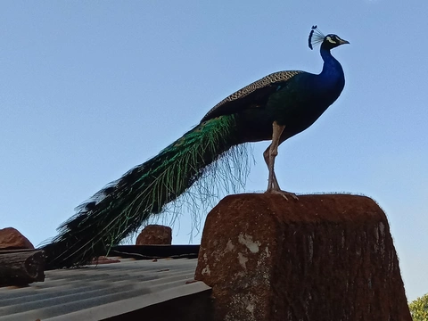 ପଟ୍‌