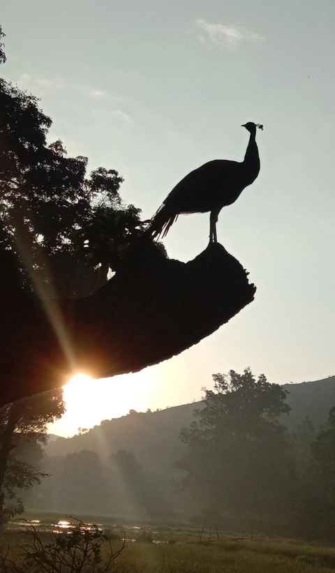 ପଟ୍‌